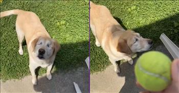 <p>This sweet blind dog proved you don&rsquo;t need sight to play fetch. Even though the pup cannot see, that did not keep it from enjoying a favorite outdoor game. Watch the short, but tear-jerking clip to see how the precious dog refuses to let its disability stop it from playing fetch in the backyard.</p>

<p>Life is often not fair, and anyone who says otherwise is either incredibly na&iuml;ve or a liar. In life, trying and challenging circumstances will and do come about through no fault of our own. In these instances, we have no control over what happens, and that is often the most frightening part of the whole situation, how we feel utterly powerless and helpless to change or improve anything.</p>

<p>However, even in times when you feel as if you&rsquo;ve lost all control and are basically powerless, there is still something we can all do. While we may not control the events, we still control how we react and respond to them. We can choose anger, bitterness and resentment, or we can choose joy, happiness and love. That decision is totally and entirely up to us.</p>

<p>In this posted clip, a completely blind pup is captured playing fetch. Because the animal is unable to see, it has to rely on its other senses to find the tennis ball, mainly smell.<br />
The video begins with the person behind the camera throwing the ball, then lets the animal get a whiff of a finger on the hand that just threw it, and then the hunt for the tennis ball is underway. The pup hurriedly moves about the yard as it frantically searches for the tennis ball.</p>

<p>Amazingly, after a few seconds, the dog finds the tennis ball, causing the person behind the camera to let out an enthusiastic &ldquo;Yeah.&rdquo;</p>

<p>We don&rsquo;t know how or why the dog lost its sight, but it refused to let its inability to see keep it from playing fetch. Instead of being angry or bitter, the pup chose happiness and joy and to continue living life.</p>

<p><em><strong><a href="https://www.godtube.com/bible/genesis/1-21">Genesis 1:21</a></strong> &ldquo;And God created great whales, and every living creature that moves, which the waters brought forth abundantly, after their kind, and every winged fowl after his kind: and God saw that it was good.&rdquo;</em></p>
