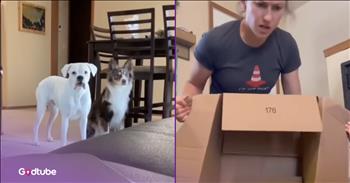 <p>This is what happens when your dogs get on your Amazon account. &nbsp;Now, you will forever and always remember to log out of your account when you&rsquo;re done browsing. Watch the short but hysterical clip to see what happens when this woman forgot to sign out and her dogs saw and seized the opportunity.</p>

<p>Technological advancements have greatly impacted commerce. Brick-and-mortar stores are still around and easy to find, and some people may even prefer shopping there. However, like everything else, the internet has completely changed the way we shop for basically everything. Essentially, anything you can think of can be bought online, and that purchase will show up at your front door within two to three days.</p>

<p>Of course, we all know which store is most responsible for the disappearance and closure of brick-and-mortar stores: Amazon. It&rsquo;s a one-stop website where you can buy anything your heart desires. And as an added bonus, you don&rsquo;t have to set foot in a store or fight any crowds. Plus, they will send whatever you buy right to you. It doesn&rsquo;t get any better than that!</p>

<p>Apparently, a couple of dogs are well aware of the technological wonder that is Amazon.com. <a href="https://www.youtube.com/shorts/_VSdeour15s">In a clip posted on YouTube</a>, the two pups found themselves on Amazon after their owner forgot to log out and left her phone unattended. Well, they then helped and treated themselves to something on Amazon.</p>

<p>She suspected something strange was going on, but couldn&rsquo;t prove anything at the time. However, two days later, her suspicions were confirmed when a box showed up at her front door. The contents of the box were perfect, exactly what a dog would order if they knew how to use Amazon.</p>

<p>Let this serve as a lesson to all dog owners: do not leave your phone or computer unattended when you remain logged into Amazon.com, your precious pup could make some unwanted and expensive purchases.</p>

<p><em><strong><a href="https://www.godtube.com/bible/genesis/1-21">Genesis 1:21</a></strong> &ldquo;And God created great whales, and every living creature that moves, which the waters brought forth abundantly, after their kind, and every winged fowl after his kind: and God saw that it was good.&rdquo;</em></p>
