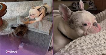 <p>This dog has the most adorable and surprising response to &ldquo;I love you.&rdquo; This will, without a doubt, be the cutest thing you see today. Watch this short, but heartwarming and hilarious clip to see the pup&rsquo;s reaction whenever it hears &ldquo;I love you.&rdquo;</p>

<p>Animals are some of the best creatures on Earth. Anyone who says otherwise is sadly mistaken and flat-out wrong. How could you not love and adore those cute, furry and four-legged critters? Even if you don&rsquo;t consider yourself a big cat or dog person, odds are good that you still appreciate them.</p>

<p>Now, while many have a spot in their hearts for animals, many people take this a little too far. We all know people who are a little too into their pets. Some people may even believe they can hold conversations with them, and that their dog, cat or rabbit understands them and responds.</p>

<p>Now, that&rsquo;s ridiculous, right? Animals do not understand English or any other language. Well, not so fast.<a href="https://www.youtube.com/watch?v=1mueAYxJDEM"> A clip posted on YouTube</a> shows the charming and precious way one dog, Maverick, reacts whenever someone says &ldquo;I love you&rdquo; to him. &nbsp;That three-word phrase is apparently incredibly meaningful to the animal, as evidenced by its response. Some might even argue that the animal says it back.</p>

<p>The video shows several instances of Maverick&rsquo;s owner saying, &ldquo;I love you,&rdquo; as the dog lets out a prolonged, sing-songy yelp that almost sounds like the animal is saying it back.</p>

<p>&ldquo;The way that he talks to us, the way that he listens to us, the way that he tilts his head when we&rsquo;re talking to him, it&rsquo;s almost like we feel like he understands us, and is almost part human,&rdquo; Maverick&rsquo;s owner said.</p>

<p>However, while the animal does have a lot to say whenever it hears &ldquo;I love you,&rdquo; this only happens around people and animals it knows. Like many people, Maverick seems to have a fear of public speaking.</p>

<p><em><strong><a href="https://www.godtube.com/bible/genesis/1-21">Genesis 1:21</a></strong> &ldquo;And God created great whales, and every living creature that moves, which the waters brought forth abundantly, after their kind, and every winged fowl after his kind: and God saw that it was good.&rdquo;</em></p>
