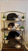 4 cats eating on a stacked shelf.