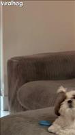Baby and dog trying to be noticed by mom. Still figuring out who wants attention more.
