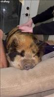 Tammy is our pet Kune Kune pig and loves to come inside in the evenings for family cuddles. I guess the piggy squeak toys for dogs are legit sounds that a pig makes. I can’t believe how much they sound alike.