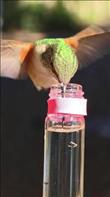 This video hit over 25M views on Instagram. This is a 240 fps footage of an Allen's hummingbird drinking nectar with its split tongue. Credit: @unreal.hummingbirds