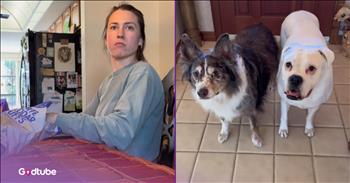 <p>The look these pups gave each other during her performance will crack you up. It&rsquo;s clear, given the canines&rsquo; expressions, that neither of them was too impressed by her musical performance. Watch the short but hilarious clip to see how these two pups reacted when their owner put on an unexpected musical performance.</p>

<p>As you&rsquo;ve probably heard, everyone is a critic. Yes, it is a well-known, tired, old saying, and, at this point, it can probably be considered a clich&eacute;, but it&rsquo;s undoubtedly accurate. Everybody has an opinion on everything. If you don&rsquo;t believe me, ask them, and they will be more than happy to tell you what they think.</p>

<p>As with most things that have gotten worse in society over the last decade or so, this, too, can be blamed on social media. Popular social media platforms give people a spot to express their opinions on anything and everything. It doesn&rsquo;t matter what the subject or topic is; if you&rsquo;ve got a thought or take, regardless of how outlandish or wrong, you can post it on social media for all to see.</p>

<p>Well, as it turns out, this uncontrollable urge to express every thought that pops into our heads to others, even if they don&rsquo;t want to hear it, has spread to members of the animal community as well. <a href="https://www.youtube.com/shorts/PMcNZBK5oiA">A hilarious clip posted on YouTube</a> captured the honest, hysterical opinions of two dogs about their owner&rsquo;s musical performance. Spoiler alert: they are not fans.</p>

<p>The clip begins with the woman spotting a delivery driver approaching her front door to drop off a package. However, knowing that her dogs, if they were to spot this individual, are likely to react in a rather loud and boisterous manner. So, she does what she can to distract them and puts on a dance and musical number.</p>

<p>The looks the pups give one another are almost too much to take. They give each other a side-eye, and you know precisely what they are communicating to one another: &ldquo;What is this crazy woman doing?&rdquo;</p>

<p><em><strong><a href="https://www.godtube.com/bible/genesis/1-21">Genesis 1:21</a></strong> &ldquo;And God created great whales, and every living creature that moves, which the waters brought forth abundantly, after their kind, and every winged fowl after his kind: and God saw that it was good.&rdquo;</em></p>
