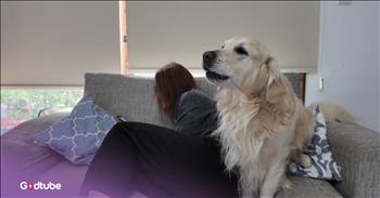 <p>This Golden Retriever hilariously demanded immediate and undivided attention. The animal refused to be ignored and did everything it could to make sure that it was not. Watch the short but hysterical clip to see and hear the animal&rsquo;s laugh-out-loud attention-seeking maneuvers.</p>

<p>Animals are, without a doubt, some of the best creatures you&rsquo;ll encounter on Earth. Animals make life a fuller, richer and all-around better experience. Most are incredibly friendly, gentle and loyal to a fault. Honestly, is there anyone who can say with a straight face that they do not love and adore those furry, four-legged critters?</p>

<p>Now, while nearly everyone loves animals, the real division happens when dog and cat people get to talking. Both will passionately make the case for why their preferred animal is superior, and the one is just a little inferior when compared to the other. Is one really better than the other? I think we can all agree they are both different, for sure.</p>

<p>One way cats and dogs differ is in the amount of attention each craves. Typically, cats do their own thing and will come around and seek attention when it&rsquo;s convenient for them. Dogs, on the other hand, want attention constantly, and if you don&rsquo;t give it to them, they will try their darndest to get it. <a href="https://www.youtube.com/watch?v=kuucgKYqMSI">In a clip posted on YouTube</a>, a woman found out just how badly her Golden Retriever wanted her to pay attention to it.</p>

<p>She wanted to find out what would happen if she deliberately ignored her pup. Hilariously, the dog refused to give up and was determined to get the attention it so badly wanted. The animal was dogged in its efforts.</p>

<p>Eventually, she could only ignore the canine for about a minute and a half. &nbsp;Anyone who has or has ever had a dog understands that&rsquo;s longer than expected. As soon as you walk through the door, most pups are jumping and clamoring for your attention.</p>

<p><em><strong><a href="https://www.godtube.com/bible/genesis/1-21">Genesis 1:21</a></strong> &ldquo;And God created great whales, and every living creature that moves, which the waters brought forth abundantly, after their kind, and every winged fowl after his kind: and God saw that it was good.&rdquo;</em></p>
