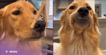 <p>These pups delivered a convincing and hysterical presentation. They had a message to convey and an argument to make, and decided the best way to accomplish those goals was through the use of PowerPoint. Watch the short but hilarious clip to see what argument they wanted to make and whether they succeeded or not.</p>

<p>We live in a very polarizing and divisive time. It&rsquo;s nearly impossible to get people to agree on any subject, no matter how insignificant or meaningless. You could have someone ask people whether dogs with spots are better than dogs with stripes, and 50 people would say &ldquo;yes&rdquo; and 50 would say &ldquo;no.&rdquo; Then, the situation would quickly dissolve into a shouting match, with people calling one another horrible names.</p>

<p>People can&rsquo;t even agree on what&rsquo;s a fact anymore. They all have their own 24-hour &ldquo;news&rdquo; channel, which they desperately rely on to tell them what&rsquo;s a fact and how to think about this or that subject. It&rsquo;s hard to rationally discuss a topic in that kind of contentious, hostile environment. But there are still people who try, and, as it turns out, even some animals.</p>

<p><a href="https://www.youtube.com/shorts/t4EvhfHFug8">In a clip posted on YouTube</a>, a couple of pups believe that baths should be outright banned. They do not like them and no longer want to take them, so they have crafted a presentation to try to sway others to their side and see their point of view.</p>

<p>This is a challenging argument to make, but the dogs are clearly determined to make it. They raised several points during their presentation. However, the validity and relevancy of many of them could easily be called into question. But then again, that goes along perfectly with the current state of discourse in our country.</p>

<p>In the end, the pups do accomplish their goal. Baths are now banned, and they will no longer be subjected to them. They can now live their bathless, and much more smelly lives.</p>

<p><em><strong><a href="https://www.godtube.com/bible/ephesians/4-29">Ephesians 4:29</a></strong> &ldquo;Let no corrupt communication proceed out of your mouth, but such as is good for edifying as the need may be, that it may give grace to them that hear.&rdquo;</em></p>
