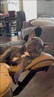 Frenchie Dog Has One Request: “Foot Rub Now”