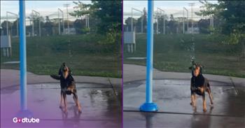 <p>This adorable pup clearly likes water&hellip;a lot. The sweet dog cannot wait for more water to be poured on it. Watch the short but hysterical clip to see how the canine acted when it spent some time on a splash pad.</p>

<p>Not all animals are the same. In fact, anyone who tells you otherwise is absolutely, 100 percent dead wrong, has never actually had a pet or both. Why? Because they clearly have no idea about what they are talking about. Yes, I agree and will concede that some animals look similar to one another. Still, when it comes to personality, likes and dislikes, there are differences, significant ones in some cases.</p>

<p>Pet owners know that one animal may enjoy this while the other may absolutely despise it. What causes one animal to be content and to purr as it enjoys a state of euphoria might be the very thing that causes the other one to growl, bark or lash out angrily. It&rsquo;s all about getting to know that specific animal and understanding what they like and do not.</p>

<p>For instance, many animals &ndash; cats, dogs and others &ndash; hate water. It doesn&rsquo;t matter if it&rsquo;s them getting a bath or splashed with a few drops; they will shake furiously to rid themselves of the wet substance or just generally react negatively whenever they come into contact with water. However, other animals may love water and be unable to get enough of it. <a href="https://www.tiktok.com/@finn_e_bear/video/7552326126404635922">A clip posted on social media captured</a> a pup having the time of its life on a splash pad.</p>

<p>The dog knew exactly what was coming and when. The animal literally leaped for joy, trying to get closer to the water as it rained down on it. Hilariously, the dog would anticipate which bucket would turn over and douse it with water, and most of the time it was correct.</p>

<p>What an adorable sight of a pup having a great time!</p>

<p><em><strong><a href="https://www.godtube.com/bible/genesis/1-21">Genesis 1:21</a></strong> &ldquo;And God created great whales, and every living creature that moves, which the waters brought forth abundantly, after their kind, and every winged fowl after his kind: and God saw that it was good.&rdquo;</em></p>

