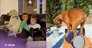 <p>These pups know where they sit and aren&rsquo;t moving for anyone. No one is going to stand, or more accurately, in their way. Watch the short but hysterical clip to see how far these canines are willing to go to get to the place they enjoy the most.</p>

<p>Everyone loves animals, and anyone who does not is, without question, wrong. How could you not love and appreciate those cute, furry and four-legged critters? Even people who would necessarily consider themselves dog or cat people have a soft spot in their hearts for those precious creatures.</p>

<p>It's abundantly clear that animals make life a better, fuller and richer experience. While we undoubtedly love those critters, they can become a tad demanding, hard-headed and downright stubborn. Anyone who has ever had a pet understands all too well what I&rsquo;m describing. That dog, no matter what you did, would refuse to go on a walk. Or that cat, regardless of how many times you called for it, would not come out of where it was hiding/sleeping.</p>

<p>Animals can most certainly be difficult at times, especially when it comes to their preferred sleeping spot. <a href="https://www.youtube.com/shorts/VgEJqDY2vBA">A clip posted on YouTube</a> captured a handful of pups who wouldn't let anyone stand between them and their favorite lounging spot. It didn&rsquo;t matter what anyone did; they were getting to the spot one way or another. In some instances, as you&rsquo;ll see, the pups would literally sit on their owners. At that point, it becomes a war of wills and about who would give up first.</p>

<p>As any pet owner knows, when it comes to lying around the house, sleeping and generally doing nothing, dogs will always remain undefeated. They are professionals at it and are not to be messed with. They will come out every time, and that includes their owners, and as the video also shows, even cats.</p>

<p><em><strong><a href="https://www.godtube.com/bible/genesis/1-21">Genesis 1:21</a></strong> &ldquo;And God created great whales, and every living creature that moves, which the waters brought forth abundantly, after their kind, and every winged fowl after his kind: and God saw that it was good.&rdquo;</em></p>
