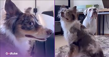 <p>A pup lent a helping paw to its buddy during a hairy situation. One dog believed there was trouble brewing and did what it thought best to help its friend. Watch the short but hysterical clip to see what had one of the pups so concerned and what it did to try to correct the situation.</p>

<p>As every pet owner understands, animals need to be groomed. While it is necessary, that is rarely, if ever, a fun process for the animal or its owner, but it has to be done regardless. No one wants a smelly dog or one with a tangled, matted coat, because that is not an enjoyable situation for anyone. Therefore, the periodic grooming sessions will continue.</p>

<p>Typically, when a dog, and many cats, for that matter, are brushed, hair will accumulate either on the brush or the floor. Of course, every pet owner knows this is normal; brushing is nothing more than a way to pull away loose hairs and keep the animal&rsquo;s coat clean and healthy.</p>

<p>But what might that look like from the animal&rsquo;s point of view? Would they freak out and wonder if they may be balding? How would they attempt to correct their perceived hair loss? I don&rsquo;t think there&rsquo;s Rogaine for animals, so they would have to look for other solutions. <a href="https://www.youtube.com/shorts/Ty4qb5FknIA">A clip posted on YouTube</a> shows a buddy helping its fellow canine, who obviously thought its friend was balding.</p>

<p>The pup comes across its buddy being brushed and is immediately intrigued. That&rsquo;s when the dog spots all of its pal&rsquo;s hair falling to the floor. Surely, this isn&rsquo;t normal, the dog must be thinking. That&rsquo;s when the dog comes up with a solution, albeit a very unconventional and impractical one, but a solution, nonetheless.</p>

<p>The dog with hair tapped to itself to hide its shedding looks about as natural and normal as someone who undergoes a hair transplant to cover their hair loss.</p>

<p><em><strong><a href="https://www.godtube.com/bible/genesis/1-21">Genesis 1:21</a></strong> &ldquo;And God created great whales, and every living creature that moves, which the waters brought forth abundantly, after their kind, and every winged fowl after his kind: and God saw that it was good.&rdquo;</em></p>
