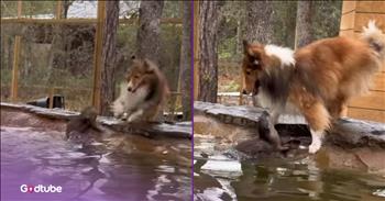 <p>A dog and an otter had a ball playing a game of tag. The two unlikely friends had the time of their lives chasing one another in what is arguably the cutest game of tag. Watch the short but adorable clip to see the two pals have fun chasing each other.</p>

<p>It&rsquo;s impossible to have too many friends. No one will ever reach a point where they can say they have reached their limit with friendships. I mean, someone could theoretically say that, but there isn&rsquo;t like an actual limit on the number of friendships one can have. &nbsp;Also, that message isn&rsquo;t likely to be received well. Can you imagine being on the receiving end of that?</p>

<p>Anyway, animals seem to be able to become friends with just about anyone. That&rsquo;s one of the many things we all love about those creatures. Show them a little bit of kindness and love, and they&rsquo;ll be your buddy for life. It doesn&rsquo;t matter if you&rsquo;re a human being, a warthog, the cat from across the street, a one-eyed penguin or a temperamental dairy cow; animals can make friends with anyone and anything.</p>

<p><a href="https://www.instagram.com/reel/DW4NgO4BJie/">A clip posted on social media</a> captures one of these odd, but incredibly cute pairings. The surprising pals &ndash; an otter and a dog &ndash; are almost too cute as they play a friendly and super adorable game of tag. And if you don&rsquo;t believe that&rsquo;s why they are doing, just watch for a couple of seconds, and you&rsquo;ll soon discover that that is exactly the game they are playing.</p>

<p>The two friends don&rsquo;t let the fact that one is in the water while the other is on dry land keep them from having an absolute ball. You will be hard-pressed to find a cuter and more precious game of tag than this one played between an otter and a dog.</p>

<p><em><strong><a href="https://www.godtube.com/bible/genesis/1-21">Genesis 1:21</a></strong> &ldquo;And God created great whales, and every living creature that moves, which the waters brought forth abundantly, after their kind, and every winged fowl after his kind: and God saw that it was good.&rdquo;</em></p>
