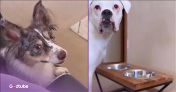 <p>These pups helped themselves when someone forgot dinner. The two canines took matters into their own hands, or more accurately, paws. Watch the short but hysterical clips to see how these dogs stepped up and took action when it was time for their dinner.</p>

<p>Everyone loves to eat, and most people, from the looks of it, are pretty good at it, too. Americans have such a love affair with food that we shamelessly put our gluttony on full display with food contests. Of course, one of the biggest and most prominent is the annual Nathan&rsquo;s Famous Fourth of July hot dog-eating contest in New York. When it comes to competitions, I don&rsquo;t think it can get any grosser.</p>

<p>But seriously, who doesn&rsquo;t enjoy scarfing down a plate of delicious food, especially when the clock says it&rsquo;s dinner time? However, when that special time arrives, and food is nowhere to be found, we get a little nervous and anxious. We tend to get a little hangry if things aren&rsquo;t ready as usual. The hunger pains can even become so bad that we might choose to take things into our own hands.</p>

<p>As it turns out, human beings aren&rsquo;t the only ones who will act accordingly if dinner does not arrive in the proper and expected timeframe. <a href="https://www.youtube.com/shorts/JaW3iPTfVm8">A clip posted on YouTube shows</a> what two pups did to satisfy their hunger. They gave their owner an opportunity to correct her tardiness, but when they couldn&rsquo;t wait any longer, they acted decisively.</p>

<p>After she ignored their staring, they swiped her phone, opened up an app and placed a very important order. The two animals even worked out a hilarious way of going about paying for the order while keeping their shenanigans completely undiscovered and undetected until the very last possible moment.</p>

<p>The most hilarious part of the entire clip is when the woman walks into the living room to find the two pups chowing down on a pizza, and one of them looks at her as if to say, &ldquo;Yes, may I help you?&rdquo;</p>

<p><em><strong><a href="https://www.godtube.com/bible/genesis/1-21">Genesis 1:21</a></strong> &ldquo;And God created great whales, and every living creature that moves, which the waters brought forth abundantly, after their kind, and every winged fowl after his kind: and God saw that it was good.&rdquo;</em></p>
