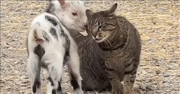 <p>This adorable moment between a cat and a baby goat is almost too cute. The two unlikely pals showed each other a little love and affection. Watch the short, but oh so sweet clip to see what the tiny goat and the feline did that will most certainly be the cutest thing you see today.</p>

<p>Friends make life a fuller, richer and all-around better experience. No one wants to go through life alone. Even the quietest, most introverted person doesn&rsquo;t desire an existence like that. How awful and lonely would that be? You wouldn&rsquo;t wish that on your worst enemy.</p>

<p>Those we call friends are among the first we call when something good happens in our lives. Also, they are there as a shoulder to cry upon whenever something horrible happens. They are always willing to listen and talk, if that&rsquo;s what we need, as well. See, who wouldn&rsquo;t want as many friends as possible? They make the good times better and the challenging, difficult or painful times a little more bearable.</p>

<p>Another great thing about friendships is that anyone can be a friend. You don&rsquo;t have to have the same background, beliefs or even be the same age to be friends. A sweet, heartwarming clip proves that anyone can be friends &ndash; even a cat and a baby goat.</p>

<p>How precious is this? The cat and the goat cannot get enough of one another as they show each other how much they care, continually rubbing their heads together.</p>

<p>This video is, without a doubt, special, especially given a cat's typical nature. Felines can at least appear to be aloof and uncaring, and shy away from showing affection and only do so when they feel like doing so. They are very different from dogs in that way, who are always ready to show how much they care. But that is not the case here, making for a beautiful, heart-melting moment between the two buddies.</p>

<p><em><strong><a href="https://www.godtube.com/bible/genesis/1-21">Genesis 1:21</a></strong> &ldquo;And God created great whales, and every living creature that moves, which the waters, brought forth abundantly, after their kind, and every winged fowl after their kind: and God saw that it was good.&rdquo;</em></p>

