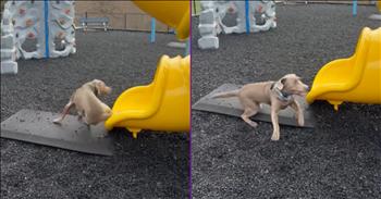 <p>This dog&rsquo;s obsession with a slide is what you need today. The pup&rsquo;s love and inability to get enough of this piece of playground equipment are both cute and hysterical. Watch the short but hilarious clip to see just how obsessed this dog is with this slide.</p>

<p>Everyone has spent their fair share of time on the playground. Who hasn&rsquo;t? Weren&rsquo;t those some fun times? Now, while you may not have visited one since your younger days, which may have been decades in some cases, you are more than familiar with them and can easily name pieces of equipment you&rsquo;re likely to find on a given playground.</p>

<p>What&rsquo;s even more likely is that you had a favorite piece of playground equipment. Personally, it didn&rsquo;t get any better than the swings. Those things could literally take you to new heights as you soared backward and forward as the wind whipped through your hair. Also, if you were brave enough, when you were finished with the swings, you might have even let go while the swing was at a decent height, sending you soaring through the air until you inevitably made it back down to earth.</p>

<p>While the swings were obviously the best part of the playground, others might have felt differently. Some may have thought the slides offered a better, more fulfilling experience. That is how one pup feels, as it clearly cannot get enough of the slide. A posted clip shows that once the animal slides down and comes to a stop at the bottom of the playground equipment, it literally sprints back to the top.</p>

<p>No matter how much you may have liked the merry-go-round, the swings or the monkey bars, you did not like them nearly as much as this pup loves the slide.</p>

<p><em><strong><a href="https://www.godtube.com/bible/genesis/1-21">Genesis 1:21</a></strong> &ldquo;And God created great whales, and every living creature that moves, which the waters brought forth abundantly, after their kind, and every winged fowl after his kind: and God saw that it was good.&rdquo;</em></p>
