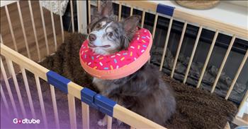 <p>A pup&rsquo;s plan to keep its toys hilariously backfires. The canine did not want to relinquish possession of a handful of items, and so the animal hatched a scheme to keep them, but that did not work out as expected. Watch the short but hysterical clip to see what the pup did to keep its toys and how it backfired massively.</p>

<p>Getting rid of things can be difficult, especially if they have specific memories attached. Yes, there may even be a few tears shed during that process. However, the simple fact is that we cannot hold onto everything that comes into our possession. No one wants to end up on an episode of &ldquo;Hoarders,&rdquo; right?</p>

<p>While purging these items from our households can be challenging and even emotionally draining, it&rsquo;s necessary. Getting rid of old, unwanted things makes room for the new. Every new beginning is only possible because of some other beginning&rsquo;s end. Don&rsquo;t be sad about something because it&rsquo;s over; be happy because it happened. Or, you know, insert your preferred clich&eacute; about endings and beginnings.</p>

<p><a href="https://www.youtube.com/watch?v=H8gLjnsjgFg">In a clip posted on YouTube</a>, a dog was having trouble letting go of its toys. It did not want to see these toys go away. They were special to the animal. So, in an attempt to foil its owner&rsquo;s plan, the animal hatched a plan to hold onto those treasured items.</p>

<p>The video shows the animal running to the medicine cabinet and grabbing a bottle. While the woman was momentarily distracted, the canine, with the bottle in its paw, rushed over to the mug she was sipping from. Then, the animal started making a concoction that, theoretically, would have made her fall asleep.</p>

<p>However, that did not happen. Instead, the pup, being unable to read, mistakenly spiked her drink with caffeine. The pup&rsquo;s owner would not be taking a nap anytime soon.</p>

<p>The looks the two dogs exchange are hysterical. They both seem to know they&rsquo;ve failed, and it's just a matter of time until their precious toys are gone.</p>

<p><em><strong><a href="https://www.godtube.com/bible/genesis/1-21">Genesis 1:21</a></strong> &ldquo;And God created great whales, and every living creature that moves, which the waters brought forth abundantly, after their kind, and every winged fowl after his kind: and God saw that it was good.&rdquo;</em></p>
