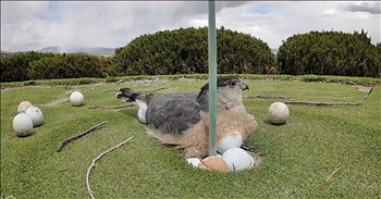 <p>This hawk is determined to protect its eggs, but there&rsquo;s just one problem. The winged creature was not going to let any harm befall its unhatched babies. Watch the short, but hilarious clip to see this protective hawk as it attempts to keep its &ldquo;eggs&rdquo; safe.</p>

<p>Animals are wonderful, magnificent critters. Many people are thoroughly captivated by and interested in them. Pet owners, for sure, want to know as much as possible about their furry, four-legged family members. However, this interest in and fascination with animals has gone so far that entire television channels are dedicated to them.</p>

<p>It makes perfect sense why so many would be interested in animals. When you think you&rsquo;ve learned everything about them, they surprise you with a new reaction or action. Think you know exactly how your pet will respond in this environment or during that particular set of circumstances? You might be correct, but then again, you might not be, and that&rsquo;s part of the reason why animals are so fascinating. That and so many of them are pretty darn cute as well.</p>

<p>In a posted clip, a hawk was seen protecting its young. The creature was captured lying on the eggs to stop the elements or any potential predators from injuring her unborn youngsters. Nothing was going to get between this mother and her eggs.</p>

<p>However, the only problem with that is that she wasn&rsquo;t lying on eggs at all. What she thought were eggs were actually golf balls. I understand the golf balls and the eggs are both white, and the eggs and the golf balls are relatively the same size, but wouldn&rsquo;t the bird be able to feel the difference between the two?</p>

<p>How odd a sight would that be? Can you imagine being golfing on that particular course, you make your way to that hole, and you see a hawk keep a close, protective eye on a dozen golf balls or so? If someone were to hit their ball on the green, would they lose the ball and the hawk gain a baby? How would that work?</p>

<p><em><strong><a href="https://www.godtube.com/bible/genesis/1-21">Genesis 1:21</a></strong> &ldquo;And God created great whales, and every living creature that moves, which the waters brought forth abundantly, after their kind, and every winged fowl after his kind: and God saw that it was good.&rdquo;</em></p>
