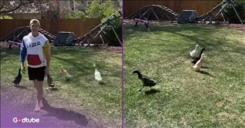 <p>A duck playing a classic children&rsquo;s game is the cutest thing you&rsquo;ll see today. The winged creature, surprisingly, closely adhered to the rules of the game that everyone knows and loves. Watch the short but hysterical clip to see what game the duck plays and the adorable way it follows the rules.</p>

<p>Everyone loves playing games in some form or another. Maybe you&rsquo;re a Chutes and Ladders or a Monopoly fan. If board games aren&rsquo;t your thing, perhaps basketball, baseball or football is more your thing. Don&rsquo;t enjoy those either? Well, there are still plenty of card games, and even video games.</p>

<p>Regardless of what you prefer playing, we all remember playing games as kids with the other neighborhood children. More than likely, one of those games was the classic &ldquo;red light, green light.&rdquo; Unlike football or basketball, this game requires no equipment and can be played literally anywhere. All that is needed for a successful game of &ldquo;red light, green light&rdquo; is for all participants to follow the simple and clearly defined rules.</p>

<p><a href="https://www.youtube.com/shorts/ZOcheiTcciY">A clip posted on YouTube</a> shows that even a duck can follow the rules of &ldquo;red light, green light.&rdquo; It knows exactly when to go and when to stop. How the animal picked up this skill, and learned those words, well, your guess is as good as mine.</p>

<p>&ldquo;Does anybody else have a duck that plays &lsquo;red light, green light?&rsquo;&rdquo; the man says to the camera. &ldquo;Watch this. Ready?&rdquo;</p>

<p>After posing the question to viewers, the man in the video gives the animal simple, direct commands. He calls out &ldquo;red light&rdquo; and &ldquo;green light&rdquo; a handful of times, and it listens perfectly in every instance.</p>

<p>Hilariously, many parents would wholeheartedly agree that this duck listens better and is more attentive than their children. I guess &ldquo;red light, green light&rdquo; is so easy that even a duck can do it.</p>

<p><em><strong><a href="https://www.godtube.com/bible/genesis/1-21">Genesis 1:21</a></strong> &ldquo;And God created great whales, and every living creature that moves, which the waters brought forth abundantly, after their kind, and every winged fowl after his kind: and God saw that it was good.&rdquo;</em></p>
