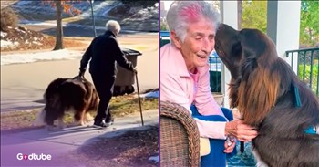 <p>This elderly woman&rsquo;s adorable gardening assistant will melt your heart. These two have quite the green thumb, or paw. Watch the short but heartwarming clip to see who helps this woman with her gardening and how.</p>

<p>Aren&rsquo;t dogs the best? I mean, how can someone not like dogs? Even those who would not consider themselves animal people still must have a soft spot in their hearts for them. As we all know, they are referred to as man&rsquo;s best friend, and that&rsquo;s a title that they have earned, and we see more and more examples of why every day.</p>

<p>Dogs are some of the most loving, kind and loyal creatures on this planet. Show a canine a little bit of kindness and attention, and you have yourself a friend for the rest of your life. Also, it doesn&rsquo;t matter if you&rsquo;ve been gone for five minutes, five days or five months; upon your return, that dog will be sitting there waiting for you, just wanting to jump about as they give you big, wet, slobbery kisses.</p>

<p>Since we are all well aware of the loving and kind nature of dogs, it should be no surprise that whenever we hear of something else one is doing or has done for someone else. However, those stories never fail to further deepen our appreciation for those four-legged, furry creatures.</p>

<p>In a <a href="https://www.youtube.com/watch?v=Cz2gg301JT0">clip posted on YouTube</a>, a woman in her 90s stays active by gardening. She enjoys planting flowers in her front yard. However, this 96-year-old grandmother does not do this alone. She gets some special assistance from Chewy, a Newfoundland dog.</p>

<p>With the dog by her side, the woman simply points to the spot in the yard where she&rsquo;d like to plant the flowers, and her furry assistant gets to work. The animal immediately gets to work digging, making a hole for the woman to put the flower into, and it&rsquo;s just about the cutest thing in the world!</p>

<p><em><strong><a href="https://www.godtube.com/bible/genesis/1-21">Genesis 1:21</a></strong> &ldquo;And God created great whales, and every living creature that moves, which the waters brought forth abundantly, after their kind, and every winged fowl after his kind: and God saw that it was good.&rdquo;</em></p>

