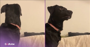 <p>This pup&rsquo;s adorable reaction to the television is comedy gold. The canine's surprising reaction will have you laughing long after the video ends. Watch the short but hysterical clip to see what was on the TV that had the dog responding in a most unexpected yet laugh-out-loud manner.</p>

<p>Animals are, without a doubt, some of the best creatures on Earth. Who would or could ever argue otherwise? They are cute, furry, loyal companions who often remember the kindness shown to them.&nbsp;</p>

<p>While we can all agree that animals are wonderful and make life a better, richer and fuller experience in every way, they can also be incredibly quirky and funny. Whenever you think you know how an animal will respond to any given situation, they&rsquo;ll surprise you. Oftentimes, those reactions will be absolutely hysterical, providing everyone in the vicinity with quite the laugh.</p>

<p>That is precisely what happened <a href="https://www.tiktok.com/@kristigurll/video/7257404190643866922">in a video posted on social media</a>. In the short, five-second clip, the pup is standing on the couch, watching television, as all dogs are known to do.</p>

<p>However, this pup is apparently thoroughly engrossed in the television program. It&rsquo;s unclear exactly what television show or movie is playing, but on the television, a young man holds a football. He then proceeds to wind up to throw the football and makes a motion as if he&rsquo;s going to let it go.</p>

<p>Well, the dog, apparently believing the young man was actually in the room, turns its head, looking for the football. It then quickly turns back to the camera, looking terribly confused and possibly even a little disappointed that it did not see the football soaring through the room.</p>

<p><em><strong><a href="https://www.godtube.com/bible/genesis/1-21">Genesis 1:21</a></strong> &ldquo;And God created great whales, and every living creature that moves, which the waters brought forth abundantly, after their kind, and every winged fowl after his kind: and God saw that it was good.&rdquo;</em></p>
