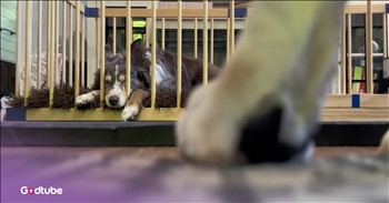 <p>A pup wanted its playmate back badly and came up with some pretty hilarious and elaborate plans to break its buddy out of captivity. The canine did what it could to free its friend, but things did not go as planned. Watch the short but hysterical clip to see the lengths this pup went to free its best friend.</p>

<p>Friends make life a much better and richer experience. I think that&rsquo;s something we can all agree upon. Regardless of age or stage of life, everyone needs friendships. Friends are people we can count on to be a shoulder to cry on and be someone to pick us up when life knocks us down. Also, whenever there&rsquo;s a reason to celebrate, they're right there with us, helping us recognize those wins.</p>

<p>However, as great as those friendships are, there are times when, for one reason or another, we are separated from those friends. Whether it&rsquo;s because of time, distance or something else entirely, those are often the times when we most need a friend and will do what we can to see them.</p>

<p>Perhaps, <a href="https://www.youtube.com/watch?v=sb-omsn3obA">as in a clip posted on YouTube</a>, a medical issue keeps two friends apart. Well, not even a medical issue, whatever it may be, is enough to keep the best of buddies apart. As the saying goes, where there&rsquo;s a will, there&rsquo;s a way.</p>

<p>In the video, one pup is in a playpen, separated from the other dog following a medical procedure. However, the other dog has clearly grown tired of not having its best friend by their side. It&rsquo;s time to bust them out and get them reacquainted with freedom.</p>

<p>The other pup comes up with several truly hilarious, outlandish schemes to free its buddy from captivity. The next one is more hysterical than the one before it, and all of this conspiring and sneaking around takes place with their owner in the next room.</p>

<p><em><strong><a href="https://www.godtube.com/bible/genesis/1-21">Genesis 1:21</a></strong> &ldquo;And God created great whales, and every living creature that moves, which the waters brought forth abundantly, after their kind, and every winged fowl after his kind: and God saw that it was good.&rdquo;</em></p>
