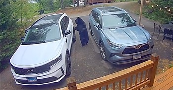 <p>A giant Black bear casually opened a car door and hopped right into the vehicle. The massive wild animal has clearly done this before because it knew exactly what to do when it approached the car. Watch the short but jaw-dropping clip to see what the animal did when it came across two parked cars.</p>

<p>Animals are lovely creatures, among the best on Earth. That&rsquo;s an idea and a statement that, even in these incredibly divisive and polarizing times, we can all agree upon. Who doesn&rsquo;t love animals? Who in their right mind wouldn&rsquo;t appreciate a dog waiting patiently by the door to greet them as they arrive home from a tough day at the office?</p>

<p>Yes, dogs, cats, rabbits and other domesticated animals make excellent pets. However, anyone with half a functioning brain understands that there are simply some animals that are never to be approached under any circumstances. Of course, most of these animals should be avoided at all costs and viewed only from behind the safety of a steel-reinforced barrier.</p>

<p>One of those animals to steer far away from is a bear. Sure, they might look cute from afar, but an encounter with them would not end in a pleasant manner. Even with this knowledge, these dangerous wild animals sometimes make their way into areas populated by humans. A posted clip shows what happens when that does happen, and the creature acted in a surprising fashion, knowing exactly what to do and when.</p>

<p>Two vehicles are parked nearby what appears to be a log cabin in Gatlinburg, Tennessee. Seconds into the clip, a large Black bear strolls upon the empty vehicles. What could the animal possibly want with two empty cars? Perhaps it was looking for a vehicle to take a joy ride?</p>

<p>Well, unbelievably, the wild animal starts pulling on the door handles. This bear has obviously done this many times before.</p>

<p>Eventually, the bear finds that one of the vehicles is unlocked. Once it manages to pull open the driver&rsquo;s door, it actually hops in with ease. Thankfully, the keys weren&rsquo;t in the car, or the animal might have actually stolen the vehicle.</p>

<p><em><strong><a href="https://www.godtube.com/bible/genesis/1-21">Genesis 1:21</a></strong> &ldquo;And God created great whales, and every living creature that moves, which the waters brought forth abundantly, after their kind, and every winged fowl after his kind: and God saw that it was good.&rdquo;</em></p>
