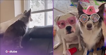 <p>When the owner&rsquo;s away, these dogs will play.&nbsp; Under their owner's watchful eye, this pair of pups remains on their best behavior. However, when their owner disappears, all bets are off, and anything can happen. Watch the short but hilarious clip to see what the two dogs get into when their owner steps away for a while.</p>

<p>It's been said that people are their real, true selves whenever they believe no one is watching. Regardless of what anyone says, they do, at least to a point, care how others see and think of them. How else do you explain the truth behind that saying? When they believe there isn&rsquo;t someone around to judge and critique, people will exhibit and act in ways that demonstrate who they really are.</p>

<p>Now, thanks to a handful of beloved, classic Disney films, we all know how toys behave when their owners are not around. Apparently, those toys get into a lot of shenanigans, enough to fill four 90-minute movies. But what about dogs? How will they act when they believe no one is watching or judging them? What kind of trouble will a pair of dogs get into when their owner steps out for a few minutes?</p>

<p><a href="https://www.youtube.com/shorts/0tD0LaVZyHg">A hilarious clip posted on YouTube</a> shows just what your dog might be doing whenever you head out to work for the day. As it turns out, your canine just might be living it up, having the time of their life when you aren&rsquo;t around.</p>

<p>The video starts with the two pups looking out the window, watching their owner pull away to make sure she is really gone. When they are sure of her absence, it&rsquo;s time to get the party started, and that&rsquo;s exactly what the canines do.</p>

<p>The dogs get the tunes blaring, decorate the room with brightly colored streamers and put on some of the cutest, gaudiest pair of glasses you&rsquo;ve ever seen. They then break out the dance moves and the party games, which involve throwing darts at pictures of cats.</p>

<p><em><strong><a href="https://www.godtube.com/bible/genesis/1-21">Genesis 1:21</a></strong> &ldquo;And God created great whales, and every living creature that moves, which the waters brought forth abundantly, after their kind, and every winged fowl after his kind: and God saw that it was good.&rdquo;</em></p>

