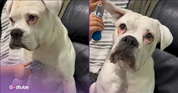 <p>This sweet pup&rsquo;s adorable check-up will melt your heart. The animal was apparently due for a visit and received a most thorough examination. Watch the short but hysterical clip to see this precious canine undergo a detailed medical evaluation.</p>

<p>While we may not be able to find agreement on much these days, we are all on the same page when it comes to doctor visits. We very much dislike them. Seriously, how could anyone actually enjoy going to the doctor? Even if your doctor and the nurses are personable, incredibly sweet, down-to-earth and caring individuals, that still doesn&rsquo;t mean we like seeing them.</p>

<p>Being poked, stuck, needled and prodded and then paying handsomely for the whole awful experience is no one&rsquo;s idea of fun. Who wants all that? Not this guy, that&rsquo;s for sure. If that wasn&rsquo;t enough, there is always the chance the doctor may find something unusual that requires multiple visits over a short period, just to check this or that possibility off the list.</p>

<p>While seeing the doctor is rarely, if ever, enjoyable, it&rsquo;s still extremely important to get those yearly checkups. Got to make sure everything is still running according to plan. Even animals do, or at least should, see the vet on a yearly basis. And as you might have guessed, they typically dislike the entire experience as well. However, <a href="https://www.youtube.com/shorts/YD6l-dg5KOg">a clip posted on YouTube</a> shows one pup who took the entire medical examination process in stride. It didn&rsquo;t even whimper one time as the miniature doctor gave the animal a thorough once-over.</p>

<p>The sweet, surprisingly patient and good-natured animal simply sits peacefully and lets the little medical professional do her job. Hilariously, though, you can almost see on the animal&rsquo;s face what it&rsquo;s thinking: &ldquo;What are you doing, and are you almost done yet? I&rsquo;ve got food to eat and places to sleep. Hurry up, doc.&rdquo;</p>

<p><em><strong><a href="https://www.godtube.com/bible/genesis/1-21">Genesis 1:21</a></strong> &ldquo;And God created great whales, and every living creature that moves, which the waters brought forth abundantly, after their kind, and every winged fowl after his kind: and God saw that it was good.&rdquo;</em></p>

