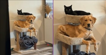 <p>This dog is a little confused, and it&rsquo;s hilarious. The sweet pup seems to be under the mistaken impression that it&rsquo;s not actually a dog. Watch the short but hysterical clip to see what the dog did, which signals that it&rsquo;s a pretty safe bet this pup thinks it&rsquo;s something other than a dog.</p>

<p>Thanks to the proliferation and pervasiveness of social media and 24-hour &ldquo;news&rdquo; channels, reaching a consensus on any topic is nearly impossible. Those platforms and outlets thrive and profit from keeping people angry and at each other&rsquo;s throats, and so, that&rsquo;s what they are going to keep doing. While that is, without a doubt, the case, there is still one subject we can all agree on: animals.</p>

<p>Everyone loves those furry, cuddly and four-legged critters. However, the ones that are, by far, our favorites are cats and dogs. Many people even go so far as to refer to themselves as a dog or a cat person. And I think it goes without saying (but I&rsquo;m going to say it anyway) that once someone publicly declares their preference for one over the other, there is no turning back. They&rsquo;ve made their choice and must now stick with it. There must not be any confusion; that would be utter madness.</p>

<p>Hilariously, though, one dog does seem incredibly confused. No, it&rsquo;s not about whether it prefers canines over felines or vice versa, but about something much more fundamental and basic. The pup apparently believes itself to be a cat.</p>

<p>An individual with a camera enters a room with a cat tree. On the cat tree is, of course, a cat, as one would expect to find on an item with such a name. Surprisingly, a dog is also relaxing, catching some rest on the cat tree. It looks at the camera with an annoyed expression, as if what it&rsquo;s doing is completely normal.</p>

<p><em><strong><a href="https://www.godtube.com/bible/genesis/1-21">Genesis 1:21</a></strong> &ldquo;And God created great whales, and every living creature that moves, which the waters brought forth abundantly, after their kind, and every winged fowl after his kind: and God saw that it was good.&rdquo;</em></p>
