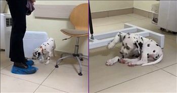 <p>An unbothered Dalmatian made a vet visit look easy, remaining completely unfazed during its check-up. Watch the short but funny clip to see the unexpected moment when this canine calmly handles the appointment, showing how it stays cool under pressure.</p>

<p>No one enjoys going to the doctor. I&rsquo;m sure there are people who like seeing their doctor, but I&rsquo;ve never met one. That number must be very, very small.</p>

<p>Of course, many people have developed such a fear of going to the doctor because of the possibilities. In our minds, we always, always imagine the worst possible scenarios, including those dreaded doctor visits. What will they find? Will there be a cure? Will treatment do anything, or will I be too far along for surgery and pills to make any impact? Those are the kind of thoughts that immediately come to mind, and we&rsquo;ve all been there and done that, likely every time that annual check-up rolls around.</p>

<p>While you and I may be afraid of going to the doctor, fearing the doctor will find an incurable disease or condition, this pup was a cool customer during its trip to the vet. The video shows the spotted pup quickly pacing about the room. Sure, it might look a tad nervous, but its unexpected move proves that fear has no grip on it.</p>

<p>The canine, while going back and forth throughout the examination room, stops momentarily beneath a table. It finds a spot that it likes, at least for a second. When the dog settles, it lays its arm on the lower rung of the table. It presents a picture-perfect example of cool, calm and collected.</p>

<p>Ain&rsquo;t nothing rattling that dog!</p>

<p><em><strong><a href="https://www.godtube.com/bible/genesis/1-21">Genesis 1:21</a></strong> &ldquo;And God created great whales, and every living creature that moves, which the waters brought forth abundantly, after their kind, and every winged fowl after his kind: and God saw that it was good.&rdquo;</em></p>
