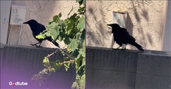 <p>You won&rsquo;t believe the noise that came from this crow. The winged creature made a sound that you likely have never heard a bird make. Watch the short but jaw-dropping clip to hear the sound from the crow that will leave you bewildered and befuddled.</p>

<p>Animals are some of the best creatures on earth, a statement sure to garner nearly universal agreement. Seriously, how could you not adore and appreciate them? Even if you wouldn&rsquo;t consider yourself an animal person, you must admit that they are utterly interesting and fascinating. How and why do they act in this and that manner?</p>

<p>Now, as even small children know, there are specific sounds and noises that are commonly associated with animals. For instance, cats meow, birds chirp, cows moo and so on and so forth. There are many songs and children&rsquo;s books that only reinforce these ideas. Old MacDonald raised an entire farm where the animals made these sounds. Come to think of it, that must have been one noisy place.</p>

<p>Anyway, that&rsquo;s the sounds those creatures make, and that's how the way things are simply supposed to work. Their making those sounds is, in a way, comforting because they meet our expectations and sound as they should.</p>

<p>But what would happen if, say, one animal started to sound like another animal? That would be incredibly shocking, pretty hilarious and perhaps even a little frightening and creepy.&nbsp; Well, a posted clip captured a bird, a crow, barking like a dog. Yes, you read that sentence correctly. Your eyes do not deceive you.</p>

<p>The bird began chirping as expected, but then quickly switched things up and did its best imitation of a dog barking. It&rsquo;s so odd and so startling, so much so that if it weren&rsquo;t captured on video, you probably wouldn&rsquo;t believe it.</p>

<p>Nature is always giving us something new, keeping us on our toes with surprises.</p>

<p><em><strong><a href="https://www.godtube.com/bible/genesis/1-21">Genesis 1:21</a></strong> &ldquo;And God created great whales, and every living creature that moves, which the waters brought forth abundantly, after their kind, and every winged fowl after his kind: and God saw that it was good.&rdquo;</em></p>
