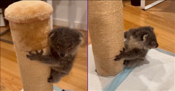 <p>This baby koala is almost too cute to handle. Without a doubt, it is easily the most adorable thing you&rsquo;ll see today. Watch the short but precious clip to see the darling little creature in action.</p>

<p>Nearly every person loves and adores animals. How could anyone, even if they aren&rsquo;t necessarily an &ldquo;animal person,&rdquo; not find these furry little critters utterly fascinating and incredibly cute? Honestly, how could you not be an animal person? I&rsquo;m sure those individuals exist, but how and why can they feel that way? It&rsquo;s nearly impossible not to have a soft spot in your heart for them.</p>

<p>Now, as much as we all love animals, and how some people simply cannot get enough of them, that love and adoration multiply tenfold when those animals are babies. I mean, have you ever noticed how people act around kittens and puppies? You&rsquo;d think that person would have given birth to that creature themselves, by how incredibly loving and affectionate they are toward those beings.</p>

<p>Additionally, and for some inexplicable reason, everyone uses the same baby voice when talking to or about the tiny animal. Why? I have no idea, but it happens every time, and you and I know it's true.</p>

<p>Well, those familiar baby voices are likely to come out when viewing this insanely cute video. The short clip shows a baby koala having the time of its life.</p>

<p>The tiny creature is playing around on one of those posts cats typically use to scratch on and sharpen their nails. It looks as cute as can be while scratching and even climbing up the household item.</p>

<p>Hilariously, the baby koala seems to be awfully possessive of the scratching post. Whenever the woman behind the camera touches the post, it seems to try to swat her away, placing its paw in the exact spot where her hand or finger was.</p>

<p>And I know what you&rsquo;re thinking, now you want a baby koala.</p>

<p><em><strong><a href="https://www.godtube.com/bible/genesis/1-21">Genesis 1:21</a></strong> &ldquo;And God created great whales, and every living creature that moves, which the waters brought forth abundantly, after their kind, and every winged fowl after his kind: and God saw that it was good.&rdquo;</em></p>
