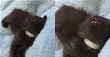 <p>One second, this talkative kitten was meowing; the next, it was fast asleep. The chatty cat had a lot to say but then got very tired, very quickly. Watch the short but oh-so-cute clip to see and hear this communicative animal, then watch it fall asleep mid-conversation.</p>

<p>Is there anything cuter on the face of the earth than animals? While we live in an extremely polarizing and divisive time, I can say, without a doubt, that the cuteness of those furry, four-legged creatures is one of the few topics and subjects that is not up for debate. That has been settled for quite some time, and everyone is firmly in agreement. Of course, the answer is a firm yes - animals are insanely adorable.</p>

<p>But even when it comes to how cute an animal is, there is a whole other level when the animal is a kitten or a puppy. No one can resist a puppy or a kitten. Even the most stoic, unemotional person cannot walk by a kitten or a puppy without acknowledging the animal&rsquo;s presence and using that familiar baby voice we all know and love when talking to or about the tiny creature.</p>

<p>So, what could possibly be cuter than a kitten or a puppy? Surely, that is the highest possible position on the cuteness scale. Well, think again. A kitten was recorded having quite a conversation, loudly and enthusiastically, with the woman behind the camera - that is, until the small, talkative cat all of a sudden got extremely tired and fell right to sleep.</p>

<p>Perhaps the cat was just so tired that it fell asleep in the middle of the conversation, or that it was thoroughly bored with and completely done with it. When it comes to cats, you never can tell. Whatever the case may be, we can all agree that this is almost too cute to handle.</p>

<p><em><strong><a href="https://www.godtube.com/bible/genesis/1-21">Genesis 1:21</a></strong> &ldquo;And God created great whales, and every living creature that moves, which the waters brought forth abundantly, after their kind, and every winged fowl after his kind: and God saw that it was good.&rdquo;</em></p>
