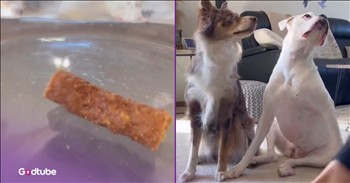 <p>It was all or nothing for these determined pups. Both of them pulled out all the stops, hoping to get that one and final treat. Watch the short but hysterical clip to see what these two canines did as they both hoped to secure that last, delicious, mouth-watering treat.</p>

<p>As every pet owner knows well, animals are never satisfied. They will always want, and in some cases, even demand more. It does not matter how long you rub or scratch them; it will never be enough. They will always be hoping for just a few more minutes of attention. The same goes for food. Your four-legged, furry friend will beg and plead for food and will likely still do it even when they aren&rsquo;t hungry and their bowl is full.</p>

<p>Don&rsquo;t get me wrong, as pet owners, we love our animals. We can all agree that they make life a better, fuller and richer experience in every way imaginable. However, they can, at times, be some pretty ungrateful creatures. The constant begging for this and that gets old pretty quickly. But no matter what you or I do, we both know that the pup or the cat is going to expect more.</p>

<p><a href="https://www.youtube.com/shorts/_J1bmwguQRk">In a clip posted on YouTube</a>, two pups badly wanted the last dog treat and were willing to pull out all the stops, showering and pampering their owner. When one did something, the other dog would outdo the others, trying to show their owner that they were more worthy of the last treat than the other dog. Oh, and all this happened after both dogs had just received treats. Neither was satisfied. They both just wanted more.</p>

<p>Eventually, the woman gave in, but instead of giving the entire treat to one dog, she tore it in two, giving each pup half of the treat. Well, while this may have been a logical solution, it was a completely unacceptable one. It was all or nothing for those dogs, as both ran off in a huff, perturbed by how she handled the situation.</p>

<p><em><strong><a href="https://www.godtube.com/bible/genesis/1-21">Genesis 1:21</a></strong> &ldquo;And God created great whales, and every living creature that moves, which the waters brought forth abundantly, after their kind, and every winged fowl after his kind: and God saw that it was good.&rdquo;</em></p>
