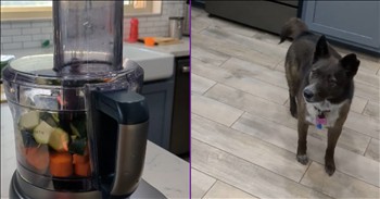 <p>A dog&rsquo;s reaction to a food processor is absolutely hilarious. The pup had a most unexpected, but laugh-out-loud funny response to the popular appliance. Watch the short, but hysterical clip to see and hear how the canine reacted when the food processor was in use.</p>

<p>Animals are, without a doubt, some of the best creatures on the planet. That&rsquo;s a statement that even in today&rsquo;s incredibly polarizing and divisive times sure to get near-universal agreement. Seriously, who is going to argue otherwise? Even if someone thought and felt differently about that matter, they would never vocalize those feelings.</p>

<p>While we can all agree that animals are awesome and deserve to be loved and adored, they still all have their quirks and eccentricities, as any pet owner will tell you. Whenever you think you can predict, with 100 percent certainty, how your precious pup or beloved feline will react in any given environment, get ready because that&rsquo;s when they&rsquo;ll surprise you. For the most part, what happens and how they respond will be deliriously funny, causing you to literally laugh out loud.</p>

<p>No one could have predicted how one pup would react when the food processor was in use. Apparently, the dog is not a fan of the popular kitchen appliance. As shown in a posted video posted, the dog starts barking loudly and, for whatever reason, spinning in circles whenever someone uses the food processor.</p>

<p>Why does the animal do this when the food processor is being used? Well, your guess is as good as mine. Perhaps it does not appreciate how loud the machine is, which could explain the barking. As for the spinning, maybe the dog is trying to mimic the food processor's motion? It sees the spinning wildly, and maybe it believes it should, too?</p>

<p>Whatever the reason the animal reacts to the food processor may be, we can all agree that animals always find ways to surprise and entertain us.</p>

<p><em><strong><a href="https://www.godtube.com/bible/genesis/1-21">Genesis 1:21</a></strong> &ldquo;And God created great whales, and every living creature that moves, which the waters brought forth abundantly, after their kind, and every winged fowl after his kind: and God saw that it was good.&rdquo;</em></p>
