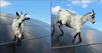 <p>This goat found the funniest use for solar panels. The animal spotted the solar panels and saw an opportunity to have a good time. Watch the short but hilarious clip to see the animal having some fun with solar panels.</p>

<p>Animals are wonderful creatures, and I don&rsquo;t think that is a controversial statement. Most people would wholeheartedly agree that they are among the best parts of living on this planet. Animals make life a better, fuller and richer experience in every way imaginable. Who would or could argue otherwise?</p>

<p>While most people love animals, they are not always easy to deal with or handle. Dogs, cats, rabbits and every other domesticated animal have a mind of their own, and can be extremely strong-willed and hardheaded, as every pet owner knows well. Cats, in particular, are known for their inability to listen or take direction. They are going to do what they want, and no amount of begging or prompting from you will change that.</p>

<p>Hilariously, as it turns out, goats can also be a tad stubborn. In a posted video, a goat has found its way onto a solar array. Not only does it stand on the expensive solar panels, but it runs, jumps and even does a sort of dance number on the large, expensive item.</p>

<p>Throughout the clip, the goat&rsquo;s owner begs and pleads with the animal to come down off the panels. But much like someone trying to get a feline to do something against its will, the goat refuses to budge. Instead, the goat continues to have an absolute ball, prancing up and down the panels, surely causing damage.</p>

<p>Eventually, the goat even begins talking back, not wanting to come down because it is simply having way too much fun. This shows that most animals do what they want, and there isn&rsquo;t much we can do to change that.</p>

<p><em><strong><a href="https://www.godtube.com/bible/genesis/1-21">Genesis 1:21</a></strong> &ldquo;And God created great whales, and every living creature that moves, which the waters brought forth abundantly, after their kind, and every winged fowl after his kind: and God saw that it was good.&rdquo;</em></p>
