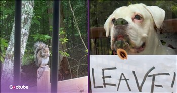 <p>You won&rsquo;t believe how this pup reacted to a squirrel. The dog had a most unexpected response to a tiny, cute, woodland critter in this hysterical skit. Watch the short but hilarious clip to see what this dog did that, without a doubt, you have never seen a canine do before, especially when a squirrel is present.</p>

<p>Canines make for wonderful, truly excellent pets. I don&rsquo;t think anyone would say otherwise. However, many would go a step further and say that dogs are the best pets anyone can have. But I would guess that those who consider themselves &ldquo;cat people&rdquo; would argue vigorously otherwise, believing that felines are by far the superior house pet.</p>

<p>Regardless of where you fall on this highly divisive and polarizing topic, dogs and cats, despite their many differences, do share similarities as well. For instance, they can both be incredibly sweet and affectionate. Additionally, they all seem energized by tiny creatures, as if a predator instinct kicks in when they spot a bird or a squirrel. Most of them become instantly crazed and incredibly focused on the tiny being.</p>

<p><a href="https://www.youtube.com/shorts/4ex2y4vNdKw">In a clip posted on YouTube</a>, one canine took a completely different approach after seeing a curious, hungry squirrel outside. The dog, instead of jumping about and beating on the window, had a very pointed and direct message for the miniature critter. Of course, the dog was excited by the squirrel&rsquo;s presence, but it gave the squirrel a warning, urging it to make itself scarce and scram.</p>

<p>In surprisingly good penmanship, the canine wrote, ordering the squirrel to &ldquo;leave.&rdquo; If that wasn&rsquo;t clear enough to the squirrel, the canine then added a threat to its message, writing &ldquo;or else.&rdquo;</p>

<p>Apparently, the squirrel got the message and left, but not before registering its displeasure with the dog&rsquo;s threat. An acorn, thrown by the squirrel, strikes the window.</p>

<p><em><strong><a href="https://www.godtube.com/bible/job/8-21">Job 8:21</a></strong> &ldquo;The time will come when your mouth will be full of laughing, and cries of joy will come from your lips.&rdquo;</em></p>
