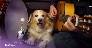 <p>An incredibly adorable pup played &ldquo;The Office&rdquo; theme song. The musically gifted animal showed it knows its way around a drum when it played the iconic tune from the beloved television show. Watch the short, but jaw-dropping and super cute clip to see and hear this canine perform &ldquo;The Office&rdquo; theme song.</p>

<p>When it comes to classic television shows, the debate can quickly become contentious. People will get heated, and temperatures may rise when discussing their favorite show and whether it should be considered a classic. Does this show qualify? Does that one make the cut? Should this show count as a classic? What are the qualifications, characteristics that make a show a classic?</p>

<p>While that debate is likely to keep many people busy for hours, some shows are, without a doubt, classics. When it comes to a handful of television programs, there is no debate necessary. For instance, no sane person would ever argue against &ldquo;The Office&rdquo; (the American version) being a classic. If &ldquo;The Office&rdquo; isn&rsquo;t a classic, then there are no classic television shows. It&rsquo;s as simple as that. It&rsquo;s a show that is both quotable and rewatchable.</p>

<p><a href="https://www.youtube.com/watch?v=mjPVaOSaqJU">In a clip posted on YouTube</a>, a pup played a tune that every fan of &ldquo;The Office&rdquo; will instantly recognize &ndash; the show&rsquo;s memorable theme song. You will undoubtedly be blown away by the dog&rsquo;s musical ability, but also by its near-perfect timing. The dog does not miss a note, perfectly striking the drum every single time.</p>

<p>Whether you&rsquo;re a diehard fan of the show, a casual viewer or someone who, for some inexplicable and totally mystifying reason, cannot stand &ldquo;The Office,&rdquo; you will no doubt be thoroughly impressed by this dog&rsquo;s musical talent.</p>

<p>Dwight, Jim, Michael, Pam and the rest of the Scranton office crew would assuredly approve of this canine&rsquo;s jaw-dropping musical performance.</p>

<p><em><strong><a href="https://www.godtube.com/bible/genesis/1-21">Genesis 1:21</a></strong> &ldquo;And God created great whales, and every living creature that moves, which the waters brought forth abundantly, after their kind, and every winged fowl after his kind: and God saw that it was good.&rdquo;</em></p>
