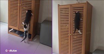<p>This precious kitten proves that persistence pays off. The adorable tiny feline refused to give up and throw in the towel. Watch the short but incredibly cute clip to see how a small cat armed with a ton of determination conquered an obstacle and finally, eventually, made it to the top.</p>

<p>Not every moment in life will give you warm, fuzzy feelings. No one leads a picture-perfect, Hallmark movie life. Things don&rsquo;t always work out perfectly, with everyone hugging, smiling and sipping coffee while sitting near a warm, toasty fire on Christmas Eve. That may look good on the movie and television screens, but that&rsquo;s not true to life at all.</p>

<p>The reality is that life is messy, unpredictable and challenging. Things don&rsquo;t always go as we believe they should. No, instead there is pain, hurt and many ups and downs. To do much of anything in life requires a fair amount of persistence, determination and perseverance. Getting knocked down and failing are going to happen, so it&rsquo;s best to get used to those unfortunate but undeniably real parts of life.</p>

<p><a href="https://www.youtube.com/shorts/5qea6UdG-hk">In a clip posted on YouTube</a>, a cute, sweet little kitten demonstrated a ton of grit and a refusal to give up as it tried to scale a closet. Its buddy was able to climb up the closet with relative ease, but the tiny black-and-white cat had a much harder time of it.</p>

<p>The kitten tried and tried again, and every time, it would find itself falling down and eventually back on the floor. However, this cat was going to make it up there, if it was the last thing it ever did. When it failed to reach the top, it simply got back up and tried again.</p>

<p>Eventually, the cat overcame the challenge and reached the top. Now, it just has to figure out a way to get back down, which may prove to be even more difficult.</p>

<p><em><strong><a href="https://www.godtube.com/bible/hebrews/12-1">Hebrews 12:1</a></strong> &ldquo;For this reason, as we are circled by so great a cloud of witnesses, putting off every weight, and the sin into which we come so readily, let us keep on running in the way which is marked out for us,&rdquo;</em></p>
