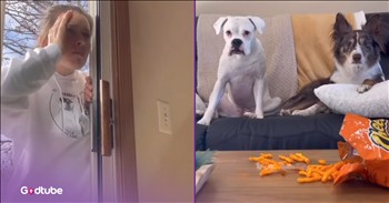 <p>A pair of dogs locked their owner out and took over the house in this hilarious skit. The pups saw an opportunity to take control, and they seized it. Watch the short but hysterical clip to see how these pups got their owner out of the house and what they did once they removed her and were finally free to do what they wanted.</p>

<p>All pet owners love and adore their animals. For the most part, there isn&rsquo;t anything pet owners wouldn&rsquo;t do for their animals. That&rsquo;s what you do for those you love, right? Love will make you do crazy, inexplicable things at times. Love is very powerful, that is for sure.</p>

<p>Now, all of those same pet owners want to believe that the love and adoration they have for their four-legged, furry friend is reciprocated by the animal. We all know, or at least hope, that our animals love us as well and that they would do anything for us, too. But is that really true? Does Fluffy have an unending, undying love for us? Or is Fluffy just slowly plotting and waiting for the moment when it can take over and assume control of the house?</p>

<p><a href="https://www.youtube.com/shorts/jjfNc3wIalQ">In a clip posted on YouTube</a>, two pups, who had apparently been waiting for the opportunity to seize control of the house, saw their moment and took it, not hesitating for a second.</p>

<p>Hilariously, the dogs worked together to push the woman outside and then lock the door once she was finally out of the structure. Then, the big question, at least for the dogs, anyway, becomes, what do you do with that newfound power? Well, they had some ideas.</p>

<p>For starters, they decided they were not to go to their upcoming vet appointment. It was erased from the calendar, and instead, it was filled in with going to a nearby dog park &ndash; a much more pleasant and enjoyable outing.</p>

<p>But the dogs don&rsquo;t have control of the house as long as they&rsquo;d hoped. Their reign is rather short-lived, and I can only imagine the kind of trouble they likely found themselves in.</p>

<p><em><strong><a href="https://www.godtube.com/bible/genesis/1-21">Genesis 1:21</a></strong> &ldquo;And God created great whales, and every living creature that moves, which the waters brought forth abundantly, after their kind, and every winged fowl after his kind: and God saw that it was good.&rdquo;</em></p>
