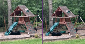 <p>A family of bears took over the playground, and it&rsquo;s adorable. The wild animals had an absolute ball while enjoying the playground equipment. Watch the short but precious clip to see a family of bears enjoy some time together on the playground.</p>

<p>Everybody has memories of the playground from childhood. Most of the memories are likely pleasant and enjoyable, moments of zooming down the slide, catching a dizzying ride on the merry-go-round or soaring to new heights on the swings. Others may not be so great, especially if the playground resulted in a scraped knee, a sprained ankle or another injury. But that&rsquo;s kind of life, right? We take the good with the bad.</p>

<p>Whatever your experience was with the playground, it hopefully did not involve enjoying the equipment with massive members of the wildlife community. Sure, that might be a fun and interesting story to tell later, but in the moment, that would have been more than a little frightening. In fact, if there is a large creature such as a bear on the playground equipment, it&rsquo;s probably a good idea to vacate the premises and let them have it all to themselves.</p>

<p>In a posted clip, a family of bears was captured enjoying the playground equipment. They were just like passing through either. The momma bear and her three cubs were using the slide and a couple of the swings. It was an unbelievably cute display.</p>

<p>I&rsquo;m also guessing that the four bears probably got that equipment all to themselves and for as long as they wanted, too. There is no one who is going to walk up to a bear and try to tell it that they&rsquo;ve had plenty of time with it, and it&rsquo;s time to give someone else a turn. That is not going to happen.</p>

<p><em><strong><a href="https://www.godtube.com/bible/genesis/1-21">Genesis 1:21</a></strong> &ldquo;And God created great whales, and every living creature that moves, which the waters brought forth abundantly, after their kind, and every winged fowl after his kind: and God saw that it was good.&rdquo;</em></p>
