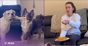 <p>These clever pups pull off a hilarious sandwich theft. They desperately saw some food they wanted and found a hysterical way to get it in their possession. Watch the short but uproarious clip to see how these two canines worked together to fill their stomachs with their owner&rsquo;s sandwich.</p>

<p>Typically, thievery is not something that is or should be laughed about and looked upon favorably. It&rsquo;s against a whole host of laws, including the 10 Commandments. Not only that, but one could argue that laughing at or taking it lightly whenever something is stolen might even encourage more of that illegal activity.</p>

<p>Yes, stealing, taking anything from someone else by means of force or deception, is wrong. However, much like the English language, there are exceptions to every rule. Now, I&rsquo;m not pro-theft or anything of the kind, but when animals are the suspects, it's always funny, regardless of the situation or what is taken.</p>

<p>Every pet owner completely understands how hilarious it is when Fluffy unexpectedly makes off with your omelet, chicken leg or gets into your morning coffee. You can&rsquo;t do anything but laugh when your pet decides to help themselves. <a href="https://www.youtube.com/shorts/j3ZAEkyeu9s">A clip posted on YouTube</a> shows what happens when two dogs work together to get their paws on their owner&rsquo;s sandwich.</p>

<p>Their nefarious sandwich-stealing activity began when they both spotted the sandwich at the same time. It&rsquo;s like they immediately know what the other is thinking when they see their owner walk with her plate of food. They must get her sandwich and will stop at nothing to make it happen.</p>

<p>Their plan, while simple, requires an incredible amount of speed. One moment, one of the dogs is sitting in the living room, and the next, it is outside ringing the doorbell, wearing a questionable disguise to create a diversion. When she goes to answer the door, that is their chance to snag the sandwich, and it hilariously works to perfection!</p>

<p><em><strong><a href="https://www.youtube.com/shorts/j3ZAEkyeu9s">Genesis 1:21</a></strong> &ldquo;And God created great whales, and every living creature that moves, which the waters brought forth abundantly, after their kind, and every winged fowl after his kind: and God saw that it was good.&rdquo;</em></p>
