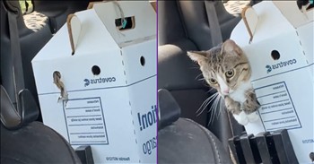 <p>This feline&rsquo;s great escape is comedy gold. How easily and unexpectedly the cat gets out of its carrier will have you doubled over in laughter. Watch the short but hysterical clip to see how and when the cat makes its daring and laugh-out-loud funny break for freedom.</p>

<p>Animals are, without a doubt, among the best creatures on Earth. It&rsquo;s impossible to say or argue otherwise. How and why would anyone say that they aren&rsquo;t? What possible argument could someone make that would make people love and adore animals any less? That jury is not out on this one; it has long been decided that animals are absolutely fantastic.</p>

<p>One of the many reasons that makes animals so darn great is all of the unexpected funny things they do. Honestly, who doesn&rsquo;t want more reasons to laugh and smile? Just when you think you&rsquo;ve figured out exactly how your pet will react and respond in any given situation, be prepared because that&rsquo;s when they are sure to surprise you with their antics and hijinks. Likely, what happens next will have you doubled over with laughter, struggling to catch your breath.</p>

<p>One clip of a cat&rsquo;s unexpected escape will do just that to you. In the short 11-second video, the camera rests on a cardboard cat carrier sitting in the backseat of a vehicle. As this is happening, a woman is driving along, and everything seems normal, going as expected. But only moments later, that was hilariously disrupted.</p>

<p>The feline apparently had had enough of its container, believing it was the perfect time to break out and check out its surroundings. The animal quickly pokes its paw, then its head, through a tiny opening in the box.</p>

<p>Hilariously, the cat momentarily stops and stares directly at the camera, as if it understands that its daring escape has been captured, but that did not stop it from busting all the way out of the carrier.</p>

<p>If you were the driver, how could you look into the rearview mirror, see that and not burst out laughing?</p>

<p><em><strong><a href="https://www.godtube.com/bible/genesis/1-21">Genesis 1:21</a></strong> &ldquo;And God created great whales, and every living creature that moves, which the waters brought forth abundantly, after their kind, and every winged fowl after his kind: and God saw that it was good.&rdquo;</em></p>

