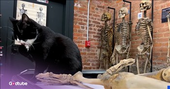 <p>Meet the feline taking museum security very seriously. Anyone hoping to cause a ruckus or incite mayhem in a Brooklyn museum will soon be confronted by an adorable, furry, four-legged security guard. Watch the short, but heartwarming, and hilarious clip to hear how this black-and-white kitty became a museum security guard.</p>

<p>The world is a lost and fallen place, full of people who, unfortunately, are set on bringing about devastation and destruction. This attitude, desire, and mindset have never made sense to me, but we all know it is entirely too real. For some people, it does not matter what or who they hurt, so long as things are worse after they encounter them.</p>

<p>Because there are people with nefarious and devious desires in this world, security and protection are certainly needed. An entire career field - security and law enforcement- is now abundantly and wholly necessary because of this, with really two big aims: to protect the innocent and potential victims from harm and catch the offenders.&nbsp;&nbsp;</p>

<p>When most people think of law enforcement and security, they likely immediately think of the men and women who work as law enforcement officers and in the military. But that is certainly not all; locations often hire security officials, including a Brooklyn museum that has a cat on its security team.</p>

<p><a href="https://www.youtube.com/watch?v=g27xganzgGY">According to the video posted on YouTube</a>, the cat protects the museum&rsquo;s bone room, where many skeletal remains are housed. Apparently, this was something that urgently needed protecting and this adorable, four-legged security pro was one for the job.</p>

<p>Now, you&rsquo;re likely wondering about the feline&rsquo;s name. What does the feline security official go by? What do his co-workers call him? Well, hilariously, and most appropriately, the cat is known as &ldquo;Bone Jovi.&rdquo;</p>

<p>Security can be dirty and even a hairy job, but somebody has to do it, and Bone Jovi puts its life on the line every day to protect that collection.</p>

<p><em><strong><a href="https://www.godtube.com/bible/genesis/1-21">Genesis 1:21</a></strong> &ldquo;And God created great whales, and every living creature that moves, which the waters brought forth abundantly, after their kind, and every winged fowl after his kind: and God saw that it was good.&rdquo;</em></p>
