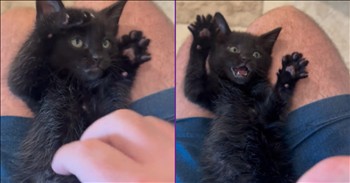<p>You may not be prepared for this level of kitten cuteness. The way in which the tiny Black cat responds to the person petting it is absolutely adorable. Watch the short but precious clip to see what the kitten did that is almost too cute to handle.</p>

<p>There are a lot of things on this Earth that will cause people to spontaneously remark on its level of cuteness. Of course, you&rsquo;ve no doubt heard people state how cute or adorable something is, and more than likely, you&rsquo;ve done it a time or two yourself. There are just some instances and situations in which that is the only appropriate reaction.</p>

<p>While all of that is entirely true, one could argue that there is something, one thing, that makes people respond and comment about how cute, precious and adorable something is more consistently than anything else. Of course, you and I both know that that thing is tiny animals, specifically kittens. Sure, people love and adore puppies, ducklings and every other baby animal, but kittens will forever and always come out on top.</p>

<p>One short clip shows why this is and always will be the case. Also, if you do not believe in the inherent, overwhelming and abundant cuteness level of kittens, well, this is the clip that is sure to convince you.</p>

<p>The video is of a kitten on someone&rsquo;s lap as it is being scratched and rubbed. Periodically, the person will remove their hand from the kitten and make a claw-like motion, and hilariously, the kitten mimics that movement each and every time.</p>

<p>Even if you consider yourself a dog person and are completely opposed to cats, there is no denying that that is one of the cutest things you&rsquo;ll ever see, ever. Also, there is absolutely no way you will be able to watch the clip just one time. Likely, it will have to be viewed three to five times in order to take in and grasp all the cuteness.</p>

<p><em><strong><a href="https://www.godtube.com/bible/genesis/1-21">Genesis 1:21</a></strong> &ldquo;And God created great whales, and every living creature that moves, which the waters brought forth abundantly, after their kind, and every winged fowl after his kind: and God saw that it was good.&rdquo;</em></p>
