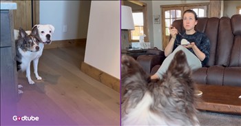 <p>This dog duo&rsquo;s sneaky cake theft is comedy gold. The pair of pups worked together, combining their efforts to get the sweet treat into their possession. Watch the short but hysterical clip to see how these two dogs managed to pull off this daring and laugh-out-loud funny cake heist.</p>

<p>Dogs are, as has been said many times before, man&rsquo;s best friend. Canines are some of the most loving, loyal and tender-hearted creatures on Earth. Have a bad day? Your furry, four-legged friend will be right there waiting for you. Have a good day? Well, that dog will be in the same spot as you walk in the door. Is there anyone who does not love dogs?</p>

<p>While we all love dogs for all the above reasons, not everything about them is perfect. For instance, some may put up quite a fight when it&rsquo;s time to go out for a walk. While that is absolutely annoying and beyond irritating, there is still one typical canine action that is even worse. Dogs can be quite the beggars, as they sit and watch closely as you chow down on your evening meal or midday snack. No one wants that.</p>

<p>Well, <a href="https://www.youtube.com/shorts/l2PhUiqTwzs">in a clip posted on YouTube</a>, two dogs, instead of resorting to begging, decided to help themselves. Both spotted the target: a mouth-watering red velvet cake, and then hatched a plan, which hopefully ended with it in their grubby little paws and mouths.</p>

<p>After closely watching where their owner placed the delicious cake, the pair of pups put their plan into action. As one might expect, one of the dogs remained near the woman as she enjoyed a piece of cake, keeping an eye on her and distracting her.</p>

<p>This happened while the other pup was in the kitchen, putting its ingenuity and creativity to use, working until the cake was secured.&nbsp; Once the cake was in their possession, they took off to enjoy the object of all their effort and work.</p>

<p><em><strong><a href="https://www.godtube.com/bible/genesis/1-21">Genesis 1:21</a></strong> &ldquo;And God created great whales, and every living creature that moves, which the waters brought forth abundantly, after their kind, and every winged fowl after his kind: and God saw that it was good.&rdquo;</em></p>
