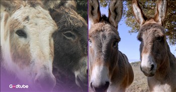 <p>Get ready to be amazed by this video! When you typically think of heroes, you might picture people with uniforms. However, this video is a brand new take on a group of unexpected helpers. Watch as these firefighter donkeys are helping prevent wildfires in Spain.</p>

<p>At the start of the video, you will see a group of adorable grazing donkeys in a European field. The narrator explains how this has been a very hot year for the entire continent, and multiple places in nature have been damaged by wildfires as a result. However, Donana National Park in Spain has remained untouched for nine years from wildfires. There is a precious close-up video of two beautiful donkeys.&nbsp;</p>

<p>These donkeys have been strategically placed in an area of vulnerability to wildfire outbreaks within the national park. They graze the land and protect the nature around them. There is a small team of donkeys, some of which are named Leonor, Ainhoa, and Ume. They graze for seven hours on average a day. Because this has been so successful, others are following suit across the country.</p>

<h2>How the Firefighting Donkeys Project Began</h2>

<p>There has been research that reveals the lack of donkeys has increased the number of forest fires in Spain. Donkeys are larger than goats, so their impact is greater. It is shared that they also eat much more than goats. This inspiring act called The Fireflocks Project began in 2016.&nbsp;</p>

<p>It is amazing to ponder the way that God&rsquo;s creatures can help protect and prevent hardships on this earth. He is an intentional Creator. He told us that we have dominion over the animals, and part of that responsibility is understanding how to utilize His creatures to take care of His beautiful world. This video will inspire you that even unexpected animals, such as donkeys, can have a powerful impact and be heroes.&nbsp;</p>

<p><em>&ldquo;Then God said, &lsquo;Let us make mankind in our image, in our likeness, so that they may rule over the fish in the sea and the birds in the sky, over the livestock and all the wild animals, and over all the creatures that move along the ground.&rsquo;&rdquo; <strong><a href="https://www.godtube.com/bible/Ephesians/1-3">Ephesians 1:3</a></strong></em></p>

<p><strong>YOU MAY ALSO LIKE: <a href="https://www.godtube.com/watch/?v=E0920MNU">Clever Dog's Ladder-Climbing Skills Will Make Your Day</a></strong></p>
