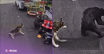 <p>When a little boy was playing outside his Conneticut home, his trusty dog, Bella, had his back. &nbsp;He barely had time to react when a large animal started to head toward him. But watch this hero dog save the 6-year-old from a bear attack.</p>

<p>The boy&rsquo;s dad, Jeffrey Tazzara, heard Bella, a husky, barking aggresively.&nbsp;</p>

<p>&ldquo;A vicious bark, not like she barks and yips and howls and stuff &hellip; this was a different kind of bark,&rdquo; he <a href="https://www.inspiremore.com/watch-hero-dog-saves-6-year-old-from-bear-attack/">recalled</a>.</p>

<p>When he watched his surveillance footage, he could see the small black bear start to head in his son&rsquo;s direction. Bella chased it and nipped its tail, and it ran off under Jeffery&rsquo;s boat and then into the woods.&nbsp;</p>

<p>If she had not been there, it could have been a different story for Jeffery&rsquo;s young son. Since the dog saved the 6-year-old from a bear attack, he made sure to give her a big juicy steak. After saving the boy&rsquo;s life, she certainly earned it.</p>

<h2>How Dangerous Are Black Bears?</h2>

<p>Black bears are able to swipe their paws with over 500 pounds of force. The force of their bites are much worse&mdash;with over 800 pounds of force. It is perhaps needless to say, but bears can be very dangerous animals to be around.&nbsp;</p>

<p>Earlier this year, another dog <a href="https://www.youtube.com/watch?v=xoQngAYfeQM">protected</a> her family from a bear attack in New Mexico. In the evening one day, a farming family noticed their dog was very attentive to the farm&rsquo;s parameters. When they woke up the next day, they found her badly wounded. There was evidence indicating she had chased a bear off the property, including scratch marks on trees. Her sacrifice meant all the other animals on the property, including 60 chickens, were safe from harm. &nbsp;</p>

<p>It&rsquo;s just incredible that these dogs saved their families from such huge threats. They certainly deserve lots of choice meats, pets, and belly rubs!</p>

<p><strong>YOU MAY ALSO LIKE: <a href="https://www.godtube.com/watch/?v=GY6YYGNX">Bear Caught Having the Time of Its Life on a Golf Course</a></strong></p>
