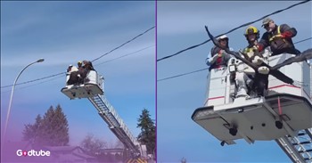 <p>Two fighting bald eagles got tangled up in a power line in Canada and had to be untangled by emergency personnel. It could have gotten nasty, but the entanglement may have actually saved them from harming each other. After they were removed, they flew away to safety.&nbsp;</p>

<p>Two bald eagles getting tangled up together mid-fight isn&rsquo;t something you see every day. Once firemen got on the scene, they de-energized the line, went up in a cherry picker with a local bird handler, and quickly untangled the birds whose talons were locked together.&nbsp;</p>

<p>"A great example of fast action and teamwork between our teams with a very happy ending,&rdquo; the fire department, which is located in Surrey, Canada, <a href="https://www.inspiremore.com/fighting-bald-eagles-get-tangled-up-in-power-line/">said</a>.</p>

<h2>How the Eagles Got Tangled</h2>

<p>Eagles actually lock talons in both fighting and flirting.&nbsp;</p>

<p>&ldquo;Whether for courtship rituals or battles over territory or food, eagles are no stranger to mid-air talon-to-talon contact,&rdquo; <a href="https://swibirds.org/fff/2022/12/15/eagle-entanglement">says</a> bird expert Emma Raasch. &ldquo;While courting, male and female bald eagles will lock their talons together, wings outstretched, and twirl through the sky together. Fighting eagles, most commonly males, will interlock talons, but in a much less cohesive manner. During battle, each eagle will try to get an advantage over the other by flying above it, however, the other eagle will struggle to reverse the advantage in their own favor.&rdquo;</p>

<p>The power line likely caught them in a free-fall as they were flying together. Thank God that people noticed that the tangled bald eagles were in distress, that the line&rsquo;s power got cut quickly, and that people came swiftly to help them.&nbsp;</p>

<p><em>&ldquo;See the birds of heaven; they do not put seeds in the earth, they do not get in grain, or put it in store-houses; and your Father in heaven gives them food. Are you not of much more value than they?&rdquo; <strong><a href="https://www.godtube.com/bible/matthew/6-26">Matthew 6:26</a></strong></em></p>

<p><strong>YOU MAY ALSO LIKE: <a href="https://www.godtube.com/watch/?v=EEJ1FCNU">Giant Bear Casually Opens a Car Door, and Hops In</a></strong></p>
