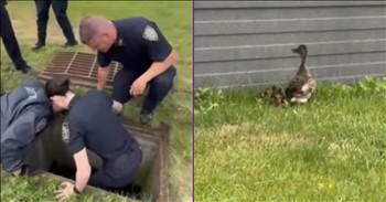 <p>It is always precious to see little ducklings. Check out this video as NYPD officers rescue eleven ducklings from a storm drain at the police academy.</p>

<p>At the start of this video, we see young officers in the police academy putting their training into practice. Watch as NYPD Officers Rescue Eleven Ducklings. They are gathered around a drain and hearing tiny peeps from ducklings. The team removes the drain cover so that they will be able to descend and help remove the animals from peril.&nbsp;</p>

<p>A female officer begins to slowly descend into the hole. You see as she passes one baby duck at a time out of the drain. She counts each one as she passes it to her teammates. The precious babies then waddle around, and you see them with their mother. The officer calls out to the mama duck, &ldquo;I have two more mom, don&rsquo;t leave yet.&rdquo; She discovers two more adorable baby ducklings.&nbsp;</p>

<h2>How Small Things Can Make a Big Difference</h2>

<p>Watch as NYPD Officers Rescue Eleven Ducklings. You will then see the mother duck walking on the sidewalk with the adorable parade of eleven rescued ducklings who are happily waddling behind their mother. The police officers in training did a great job, and this might just be the cutest rescue of their careers. You can hear the students giggling in the background with delight as the animals toddle around together with glee.</p>

<p>Witnessing this rescue reminds us that even the seemingly small things that we do can make a big difference. These officers noticed a need, and they met it. They did not ignore them because they are just baby ducks. When we look around our own lives, may this act inspire us to see those around us and take the opportunities that seem mundane or insignificant and glorify God with them. He can use the smallest moments for spiritual victories.</p>

<p><em>&ldquo;So whether you eat or drink or whatever you do, do it all for the glory of God.&rdquo; <strong><a href="https://www.godtube.com/bible/1-Corinthians/10-31">1 Corinthians 10:31</a></strong></em></p>

<p><strong>YOU MAY ALSO LIKE: <a href="https://www.godtube.com/watch/?v=Y677DLNX">Farmer Saves Baby Kangaroo From Australia Fires</a></strong></p>
