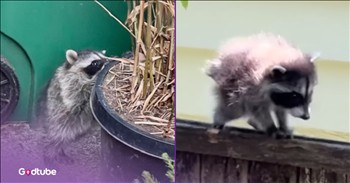 <p>Meet Jimothy, Seattle&rsquo;s viral raccoon with short spine syndrome. His unique condition makes him adorable and fun to watch. Play the video to see what we mean.&nbsp;</p>

<p>The internet has been following little Jimothy, Seattle&rsquo;s Viral Raccoon, since he was just a baby. Now, at <a href="https://en.wikipedia.org/wiki/Jimothy_(raccoon)">approximately</a> one to two years old, fans keep a watch for Jimothy sightings. In July, fans were delighted when he was caught performing a new move&mdash;a somersault/barrel roll.&nbsp;</p>

<p>Due to his condition, Jimothy&rsquo;s head is about a quarter of the size of his body, and he can&rsquo;t move around as agilely as his siblings. He kind of looks like a fluffy ball with legs.</p>

<p>&ldquo;I got very confused at what I was seeing,&rdquo; <a href="https://people.com/seattle-short-spine-raccoon-jimothy-goes-viral-after-5-million-views-12021835">said</a> one observer. &ldquo;I just have never seen any other animal like it.&rdquo;</p>

<p>Observers note that when he was younger, his mom and siblings would patiently help him with his tasks and even carry him when needed. He&rsquo;s a local legend now in his Seattle neighborhood.</p>

<h2>What Is Short Spind Syndrome?</h2>

<p>Short spine syndrome in raccoons isn&rsquo;t something very common.&nbsp;</p>

<p>&ldquo;In dogs, short spine syndrome causes the vertebrae to remain soft and pliable during the fetal stage, rather than hardening into bone,&rdquo; journalist Sarah Kuta <a href="https://www.smithsonianmag.com/smart-news/an-unusual-looking-raccoon-nicknamed-jimothy-is-winning-hearts-across-the-internet-for-his-short-round-body-180989157/">said</a>. &ldquo;Over time, the vertebrae get compressed and may eventually fuse together. Dogs with the condition usually have short, sloping backs and short tails. Scientists don&rsquo;t know what causes the condition, but they suspect inbreeding may play a role in its development.&rdquo; Like some dogs with the condition, Jimothy also has a short, sloping back and a very short tail.&nbsp;</p>

<p>Videos of Jimothy have gotten over 5 million views, and it is safe to say he is a Seattle celebrity. Recently, the local baseball team, the Seattle Mariners, <a href="https://www.chronline.com/stories/mariners-planning-a-jimothy-night-in-honor-of-viral-raccoon,406125">hosted</a> a &ldquo;Jimothy Night&rdquo; in honor of the raccoon and his fans. One of the team members even had Jimothy t-shirts made for his team, and fans had the option to buy them, too.&nbsp;</p>

<p>I&rsquo;d bet that Jimothy, Seattle&rsquo;s viral raccoon, is bound to be the state&rsquo;s next tourist attraction&mdash;though he may prove to be a little elusive. &nbsp;</p>

<p><strong>YOU MAY ALSO LIKE: <a href="http://Meet Jimothy, Seattle’s viral raccoon with short spine syndrome. His unique condition makes him adorable and fun to watch. Play the video to see what we mean.   The internet has been following little Jimothy, Seattle’s Viral Raccoon, since he was just a baby. Now, at approximately one to two years old, fans keep a watch for Jimothy sightings. In July, fans were delighted when he was caught performing a new move—a somersault/barrel roll.   Due to his condition, Jimothy’s head is about a quarter of the size of his body, and he can’t move around as agilely as his siblings. He kind of looks like a fluffy ball with legs.  “I got very confused at what I was seeing,” said one observer. “I just have never seen any other animal like it.”  Observers note that when he was younger, his mom and siblings would patiently help him with his tasks and even carry him when needed. He’s a local legend now in his Seattle neighborhood. What Is Short Spind Syndrome? Short spine syndrome in raccoons isn’t something very common.   “In dogs, short spine syndrome causes the vertebrae to remain soft and pliable during the fetal stage, rather than hardening into bone,” journalist Sarah Kuta said. “Over time, the vertebrae get compressed and may eventually fuse together. Dogs with the condition usually have short, sloping backs and short tails. Scientists don’t know what causes the condition, but they suspect inbreeding may play a role in its development.” Like some dogs with the condition, Jimothy also has a short, sloping back and a very short tail.   Videos of Jimothy have gotten over 5 million views, and it is safe to say he is a Seattle celebrity. Recently, the local baseball team, the Seattle Mariners, hosted a “Jimothy Night” in honor of the raccoon and his fans. One of the team members even had Jimothy t-shirts made for his team, and fans had the option to buy them, too.   I’d bet that Jimothy, Seattle’s viral raccoon, is bound to be the state’s next tourist attraction—though he may prove to be a little elusive.    YOU MAY ALSO LIKE: They Never Thought This Pup Would Run, Let Alone RACE">They Never Thought This Pup Would Run, Let Alone RACE</a></strong></p>
